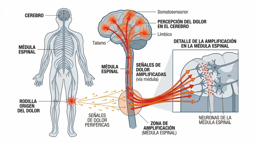 Abordaje de la fibromialgia en Fisio & Corpo